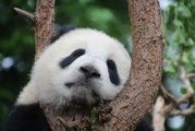 娱乐吃瓜酱大熊猫,揭秘大熊猫的趣味生活