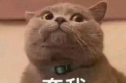 猫吃瓜的表情包,揭秘猫咪的幽默时刻
